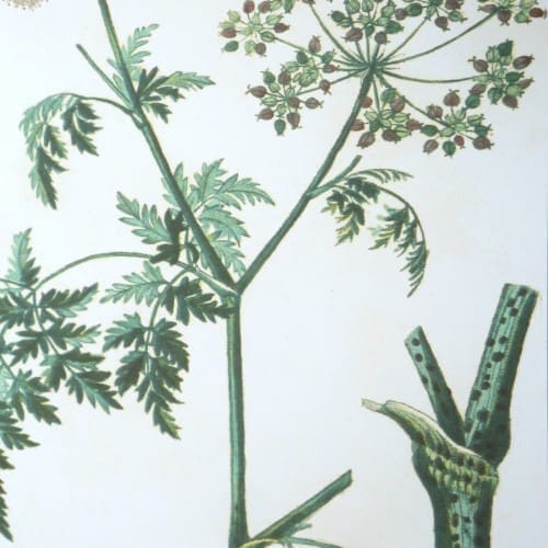 Uttermost Antique Botanicals Framed Prints, S/9